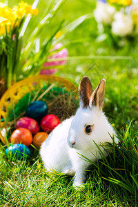 复活节兔子与鸡蛋在篮子里在背景图片
