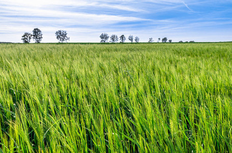 田间小麦的生长绿色农图片