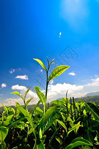 绿茶芽和叶子茶园图片