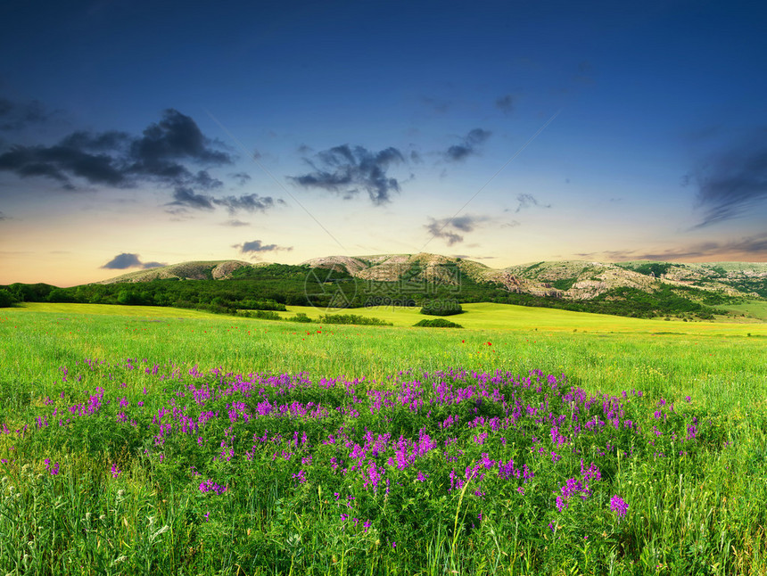 在山谷中开满鲜花的田野农业景观图片