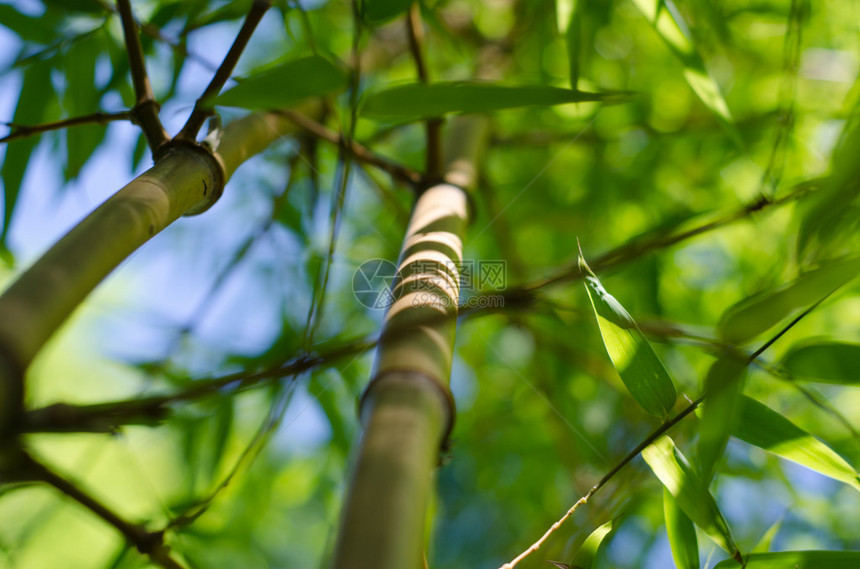 竹干和柔软的焦点叶在背图片