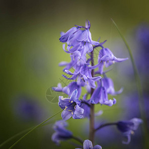 关闭天然森林景观中西班牙蓝铃的Hyacinthoid图片