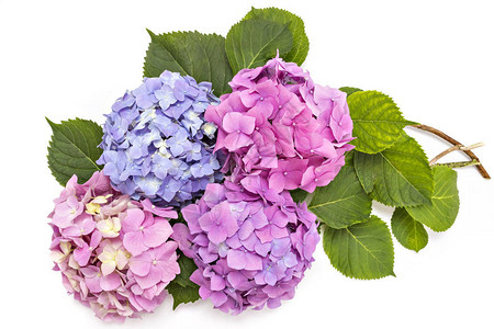美丽的粉色紫色和红花朵头Hydranga大型植图片
