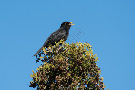 在树顶上唱普通黑鸟的歌声在树顶图片