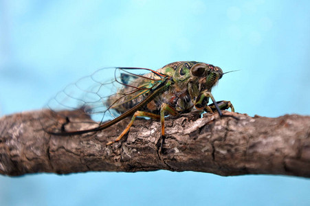 NeotibicenlinneiCicada被用于神话和民间传说图片