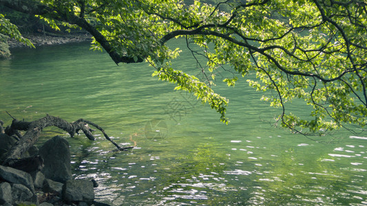 夏日树枝取景山湖水图片