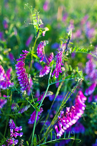 紫花在草地的紫花朵里Vetch图片