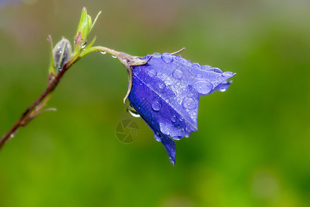 蓝铃花从侧面靠近水滴图片