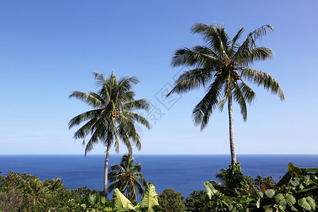 棕榈树瓦努阿图高清图片