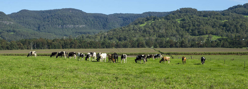 悉尼乡村的奶牛场图片