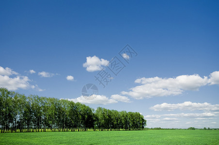 绿色森林的夏日风景与明亮的蓝天图片