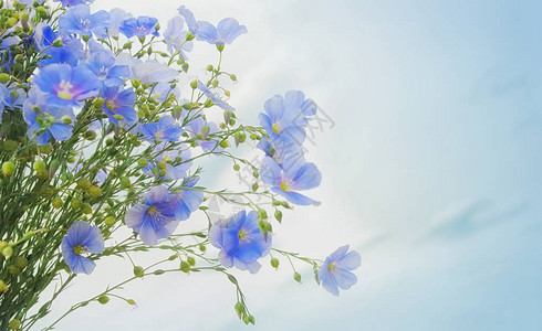 亚麻植物的花和芽在蓝天背景的图片