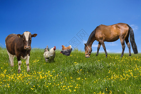 在绿色草地上吃草的农场动物图片