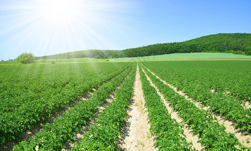 连续耕种马铃薯田地阳光灿烂的天空春图片