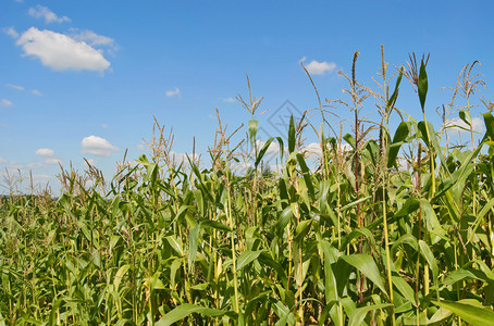 玉米种植园在背景天空图片