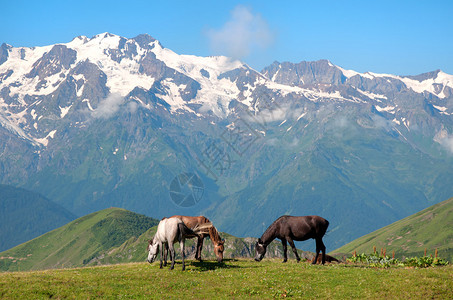 在斯瓦涅季山吃草的野马图片