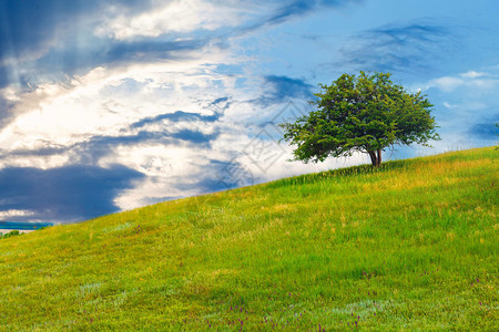树绿色领域天空爬坡道草景观蓝色夏天春天自背景图片
