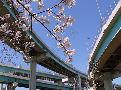Blossom樱桃sakura城市道路收费环境分图片