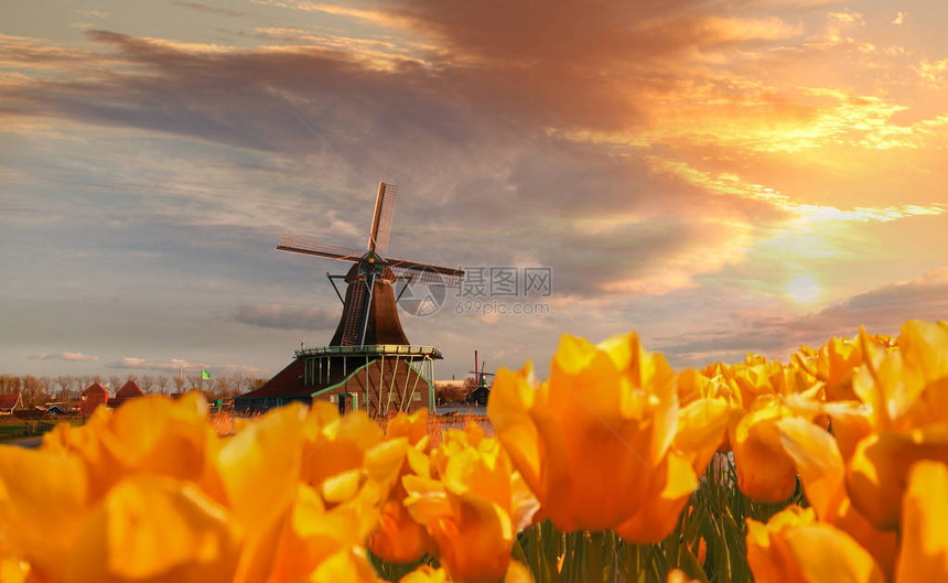 荷兰阿姆斯特丹地区桑斯安的传统荷兰图片