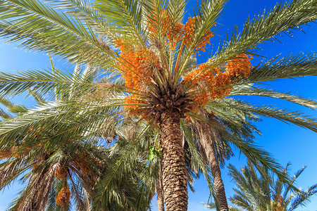 美丽的高棕榈树与迈阿密海背景图片