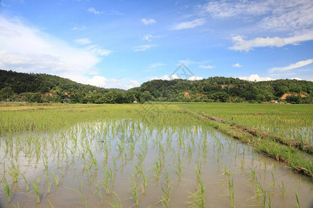 泰国清迈道市的稻田图片