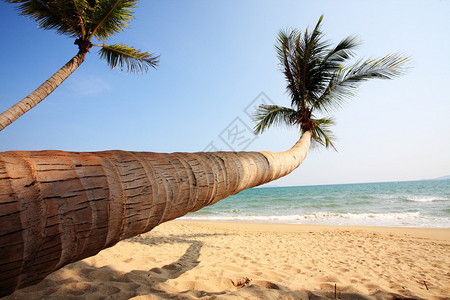海边的棕榈图片