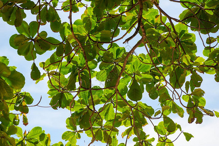 树枝的树枝上有绿叶在泰国沙图片
