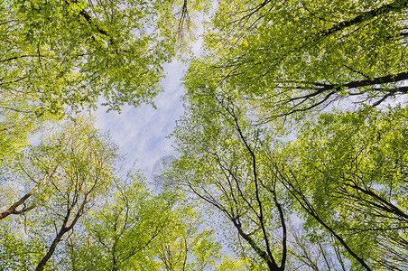 春天森林里的树梢图片