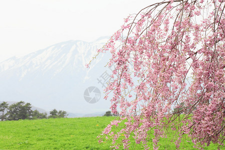 岩手山和樱花图片