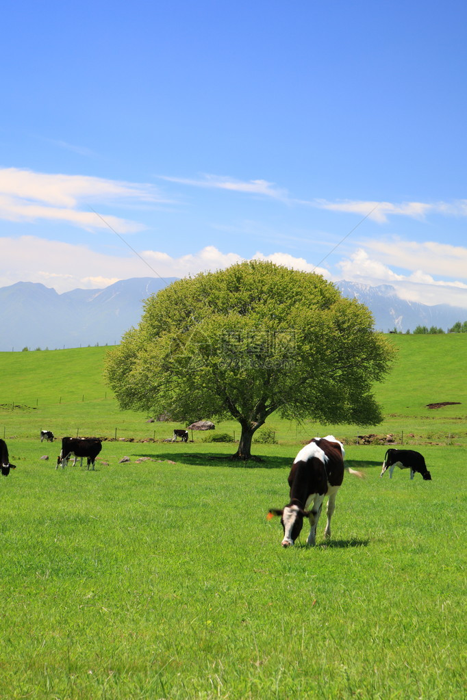 草地和牛的树上图片
