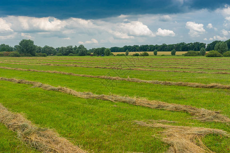 乌克兰Poltavskaya州水稻上的季节风景和图片