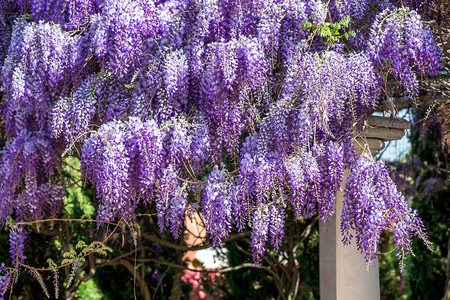 Wisteria鲜花图片