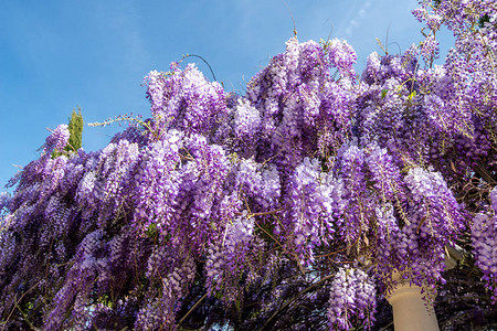 Wisteria鲜花图片