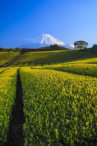 日本绿茶种植园和富士山日本静冈背景图片