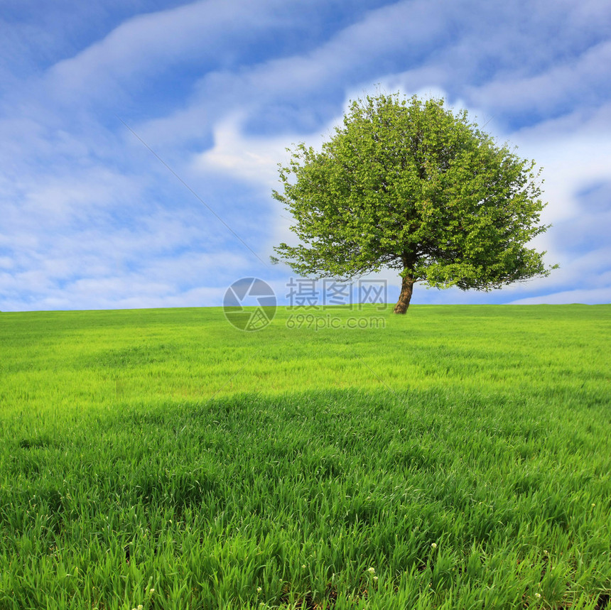 草地上的绿树图片
