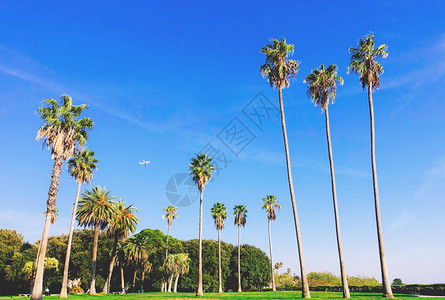户外公园里高大棕榈树的美丽风景图片