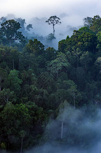 泰国Phitechaburi茂密热带雨林KaengKrachan图片