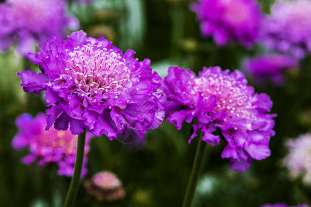 紫色Scabiosa针垫花开花图片