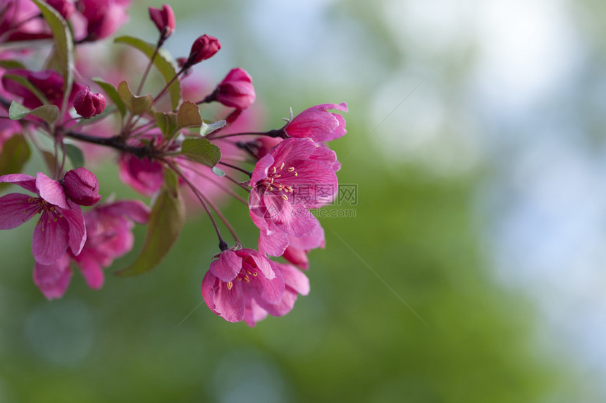 可爱的粉红螃蟹苹果花在不集中的绿色图片