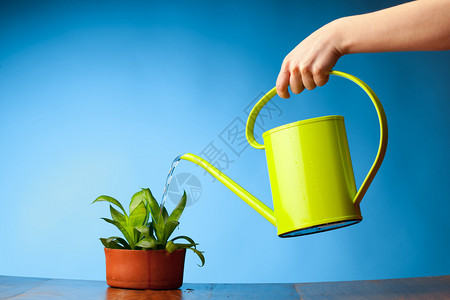 用喷壶给植物浇水图片