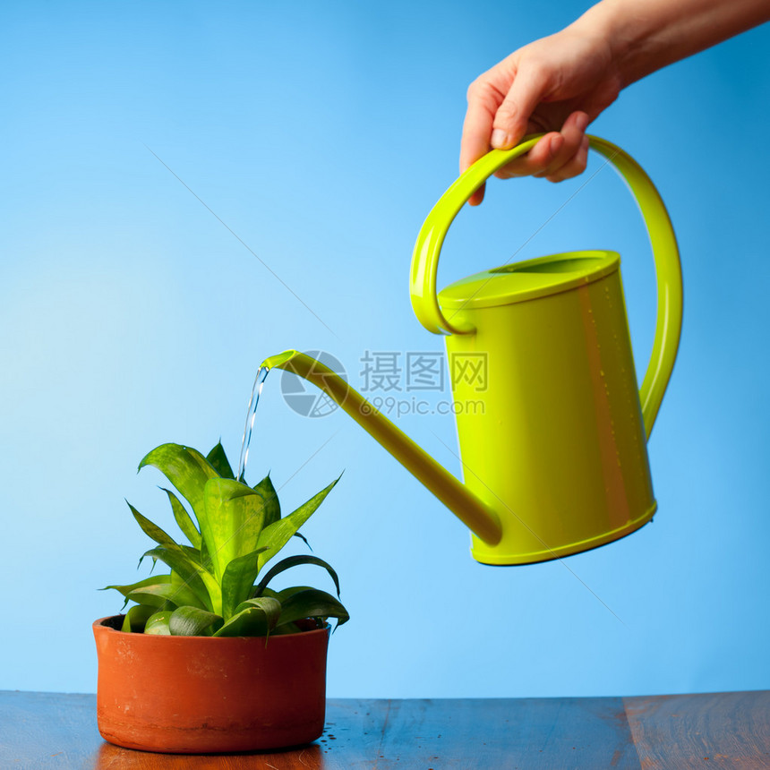 用喷壶给植物浇水图片