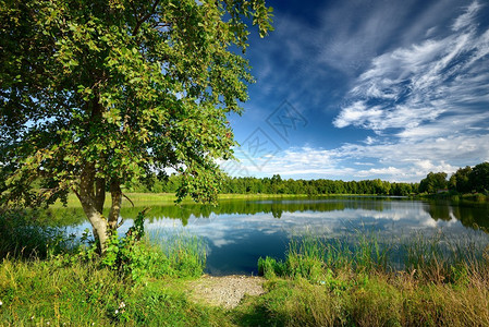 夏天湖边的树图片