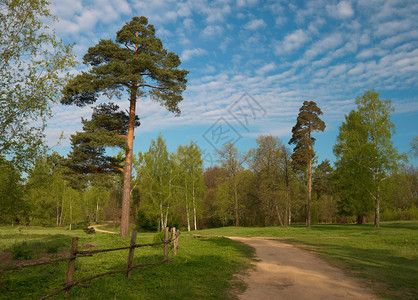 五月的松树景观图片