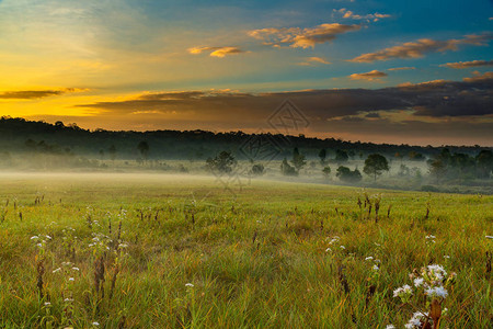 美丽的晨雾在草原和树木上低沉图片
