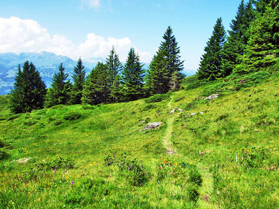 阿彭策尔阿卑斯山脉阿尔维峰山坡上的高山牧场和草地图片