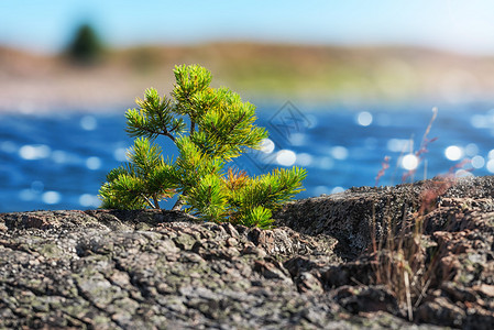 小松树在瑞典海岸穿过图片