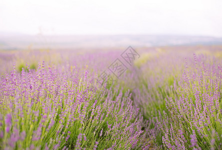 紫色花田新鲜紫色花朵自图片