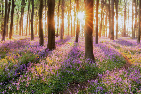 美丽的林地蓝铃林在春天背景图片