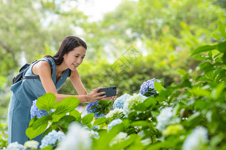 在Hydrangea花园用手图片