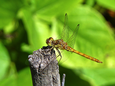 花园或绿色大自然中的蜻蜓图片